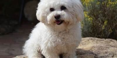 chien