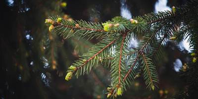 Bourgeons de sapin au printemps dans les Vosges