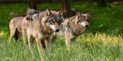 CRTLOccitanie0042615MD-around