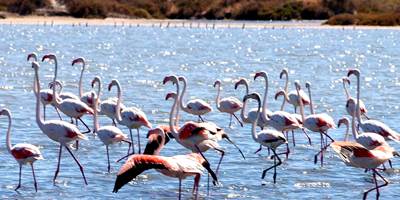 Parades nuptiales des Flamants roses