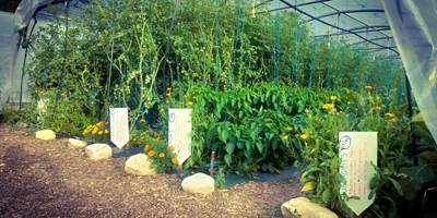 Jardin autocueillette avec fleurs en début de planche pour auxillaires-around