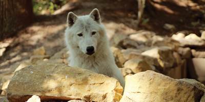 PAD - loup arctique - Yéti dans bassin © Sophie BETTIG _ retouch-around