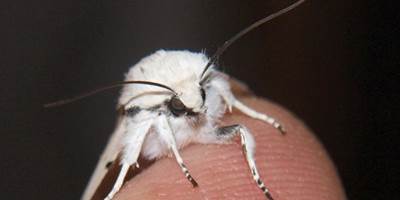 papillon-de-nuit-blanc-around