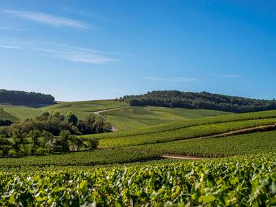vignoble-de-champagne