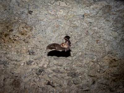 Chauves-souris-vole@PierreLeygonie