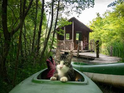 le chat Roger visite la cabane des Robinsons