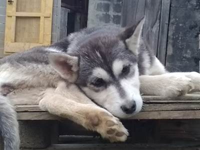 Scottish - Husky de Sibérie