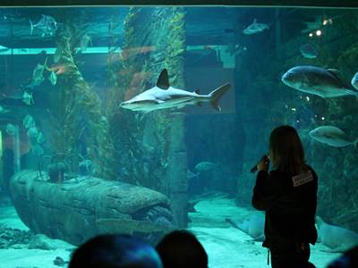 IMG_4452-photo-around