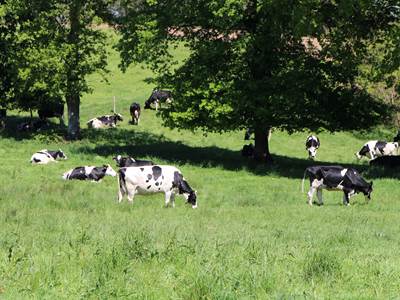 Les vaches au champ