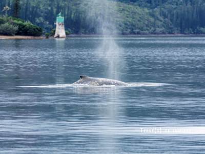 20160730_session photos sortie baleines prony 3-presta