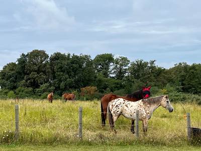 Randonnée à cheval