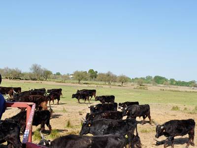 Au milieu des taureaux