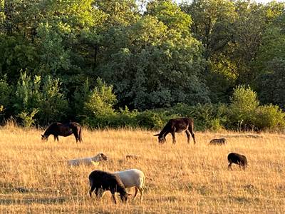 Animaux