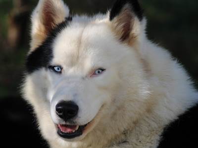 Plinn - Laike de Yakoutie, chien de traineau