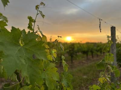 Le vignoble du marmandais