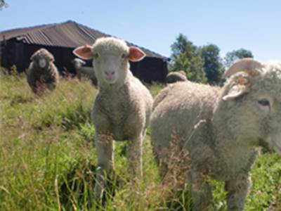 ANX-01-097N-00A8-photo-around