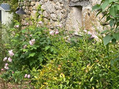 Les roses de la cabane