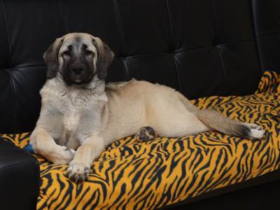 Chiot Kangal