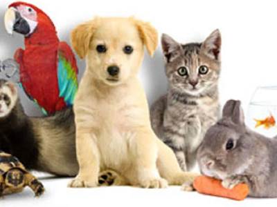 animaux-de-compagnie-en-france