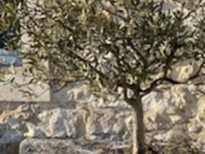 olivier lavande