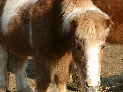 Découverte poney