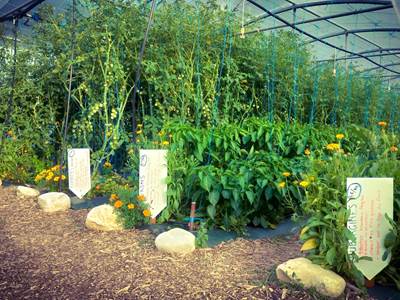 Jardin autocueillette avec fleurs en début de planche pour auxillaires