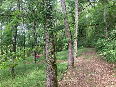 Coin hamac sous les arbres