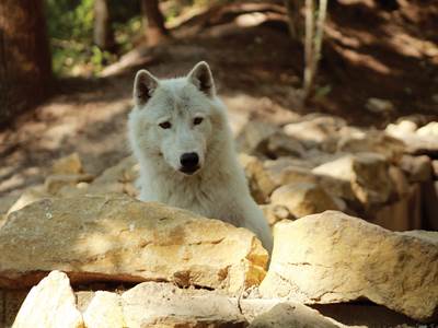 PAD - loup arctique - Yéti dans bassin © Sophie BETTIG _ retouch