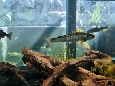 aquariums-poisson-rivière-hotton
