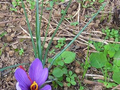 Fleur de Croqus Sativus - Safran © Lot Tourisme - A