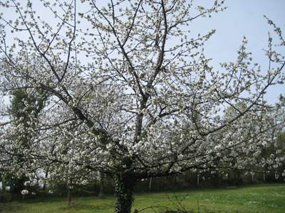 Chambre Zen-presta