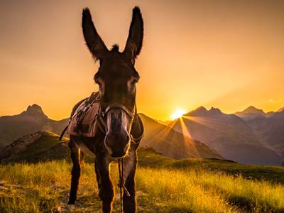 ZORROweb-photo-around