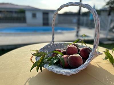 petit-dejeuner-fruit-piscine_mas-des-anges_soussans-margaux_couple-famille.jpg
