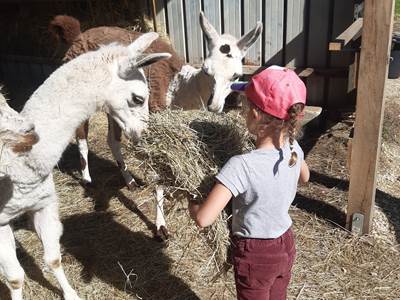 Prendre soin des animaux