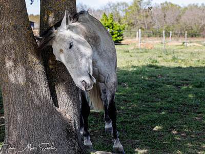 Le nid du coucou - notre ami l'âne