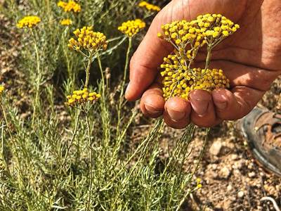 Immortelle