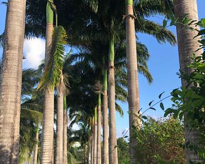 Allee-des-palmiers-royaux-jardin-tropical-depaysement-l-or-des-caraibes-galerie