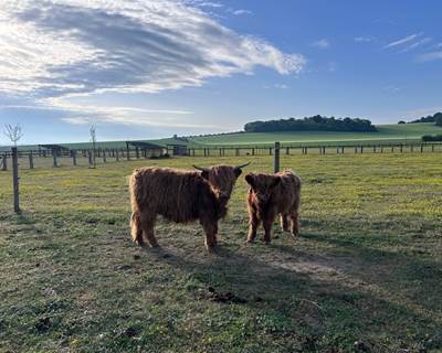 Vaches Highland-galerie