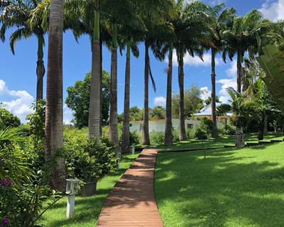 Allee-des-palmiers-royaux-jardin-tropical-nature-depaysement-l-or-des-caraibes-galerie