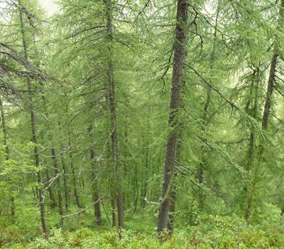 forêt rogoney