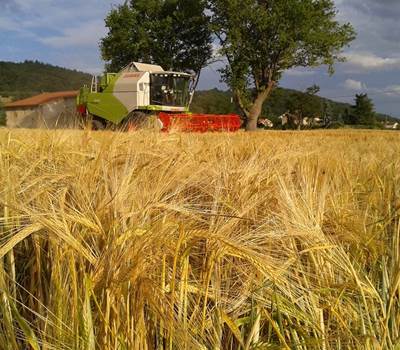 Ferme des delices foreziens, moisson orge, moissoneuse batteuse, claas, st cyr les vignes, loire forez, 42 - Copie