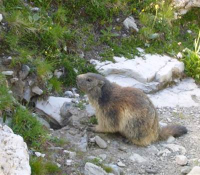 marmotte buissonniere