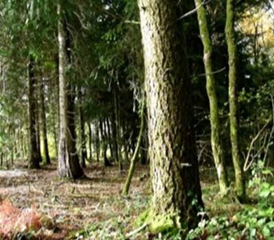monde de la foret