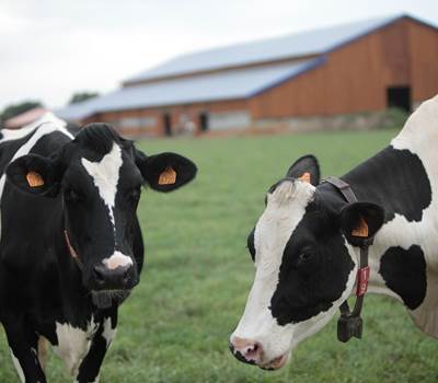 vaches_ferme_des_delices_abphotographies