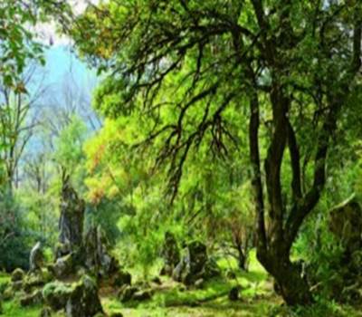 Ver Jardin Jaysinia