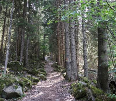 foret