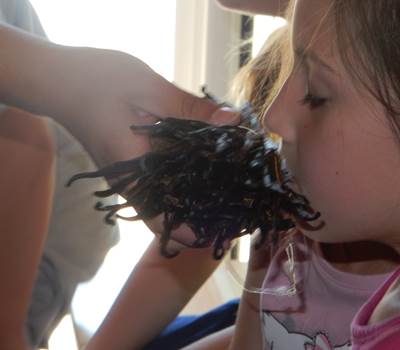 Visite Glaces et Saveurs et Petit Marché du Glacier