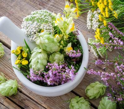 PLANTES MEDICINALES
