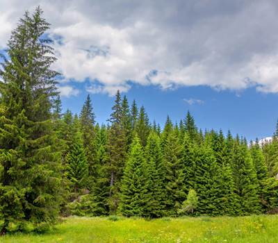 Forêt Epicéas
