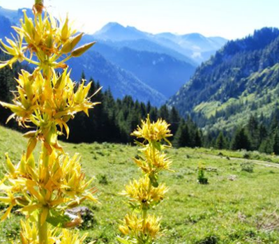 Capture fleurs